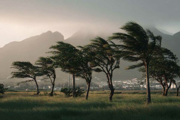 Arbres pliés par le vent devant les montagnes de l'île Maurice pendant la saison cyclonique