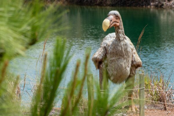 Reconstitution grandeur nature d'un dodo au bord d'un plan d'eau, à l'île Maurice