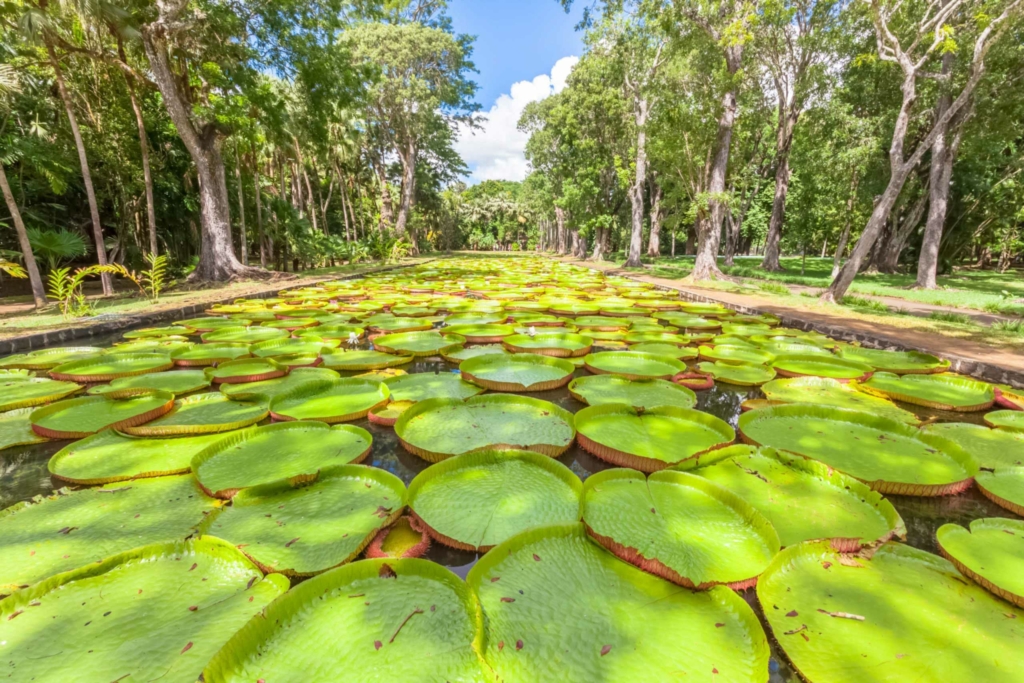 Bassin aux nénuphars géants du jardin de Pamplemousses, créé par l'intendant français Pierre Poivre à l'île Maurice